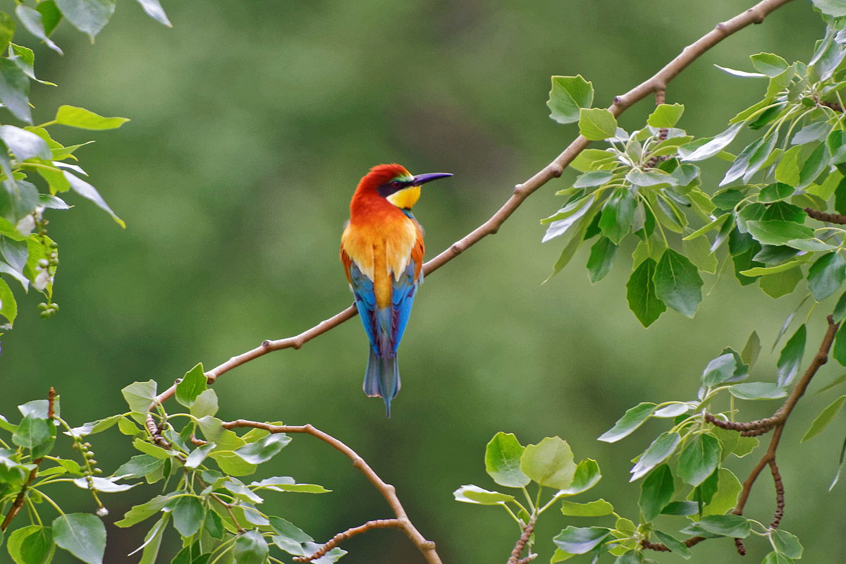 Imagen de la Galería