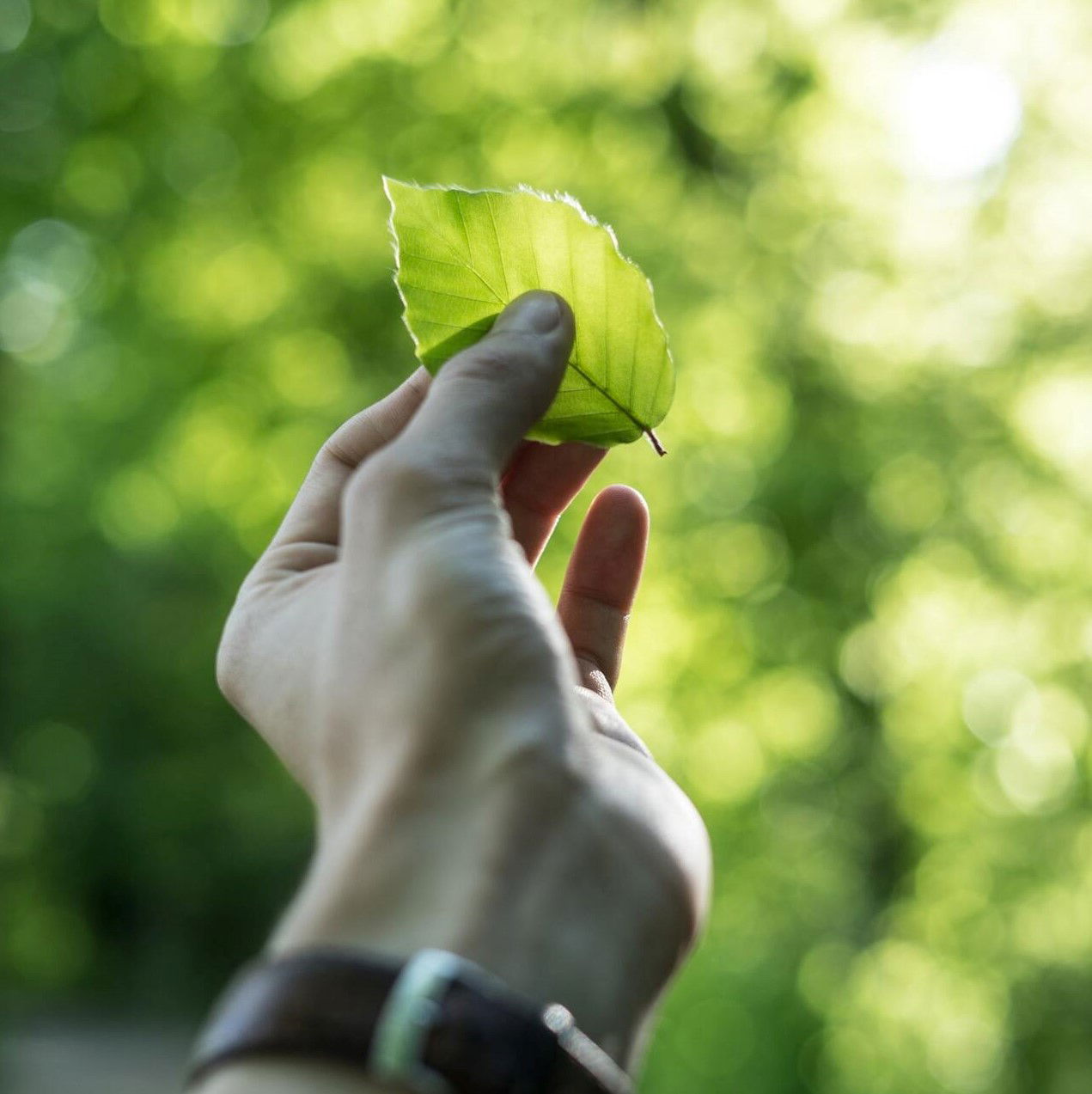 Sostenibilidad y tierra verde