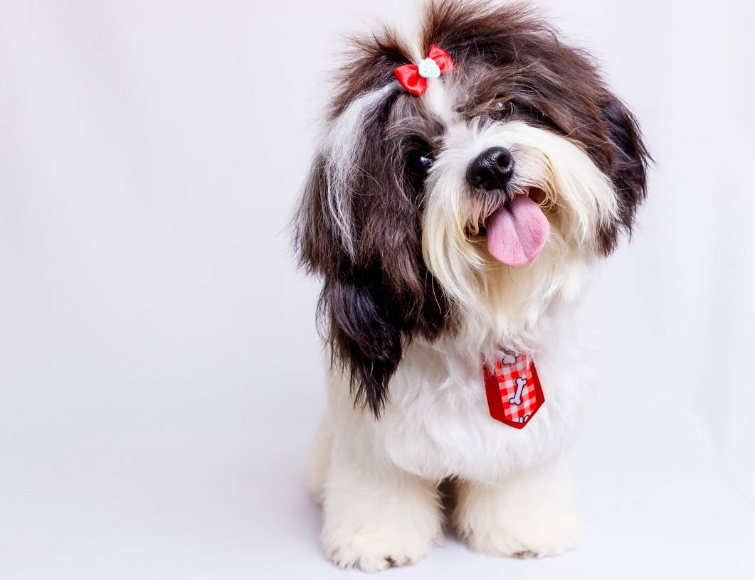 Hotel pet-friendly