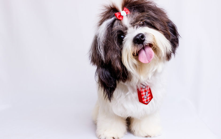 Pet-friendly hotels