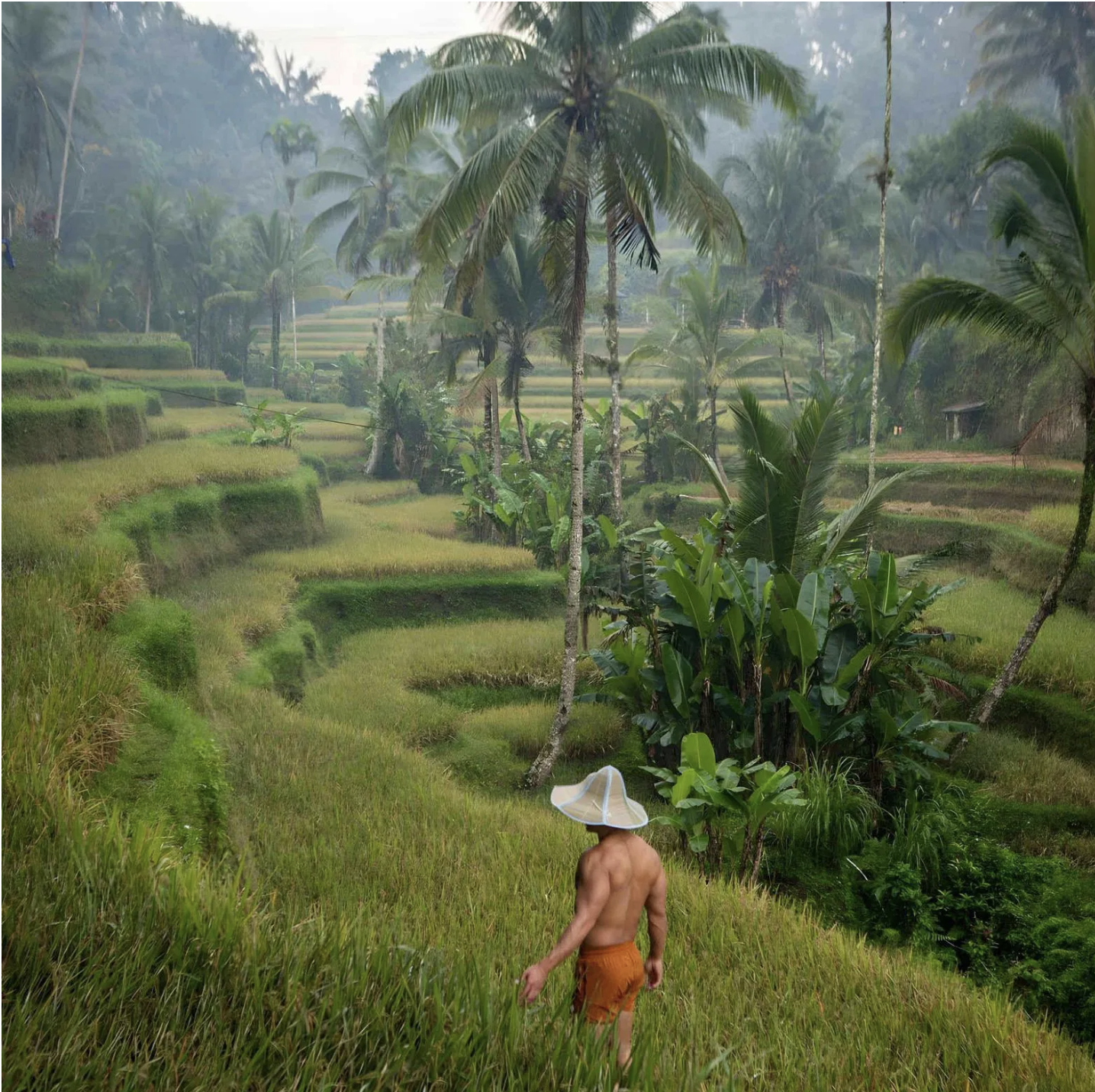 A Living Canvas of Green Harmony