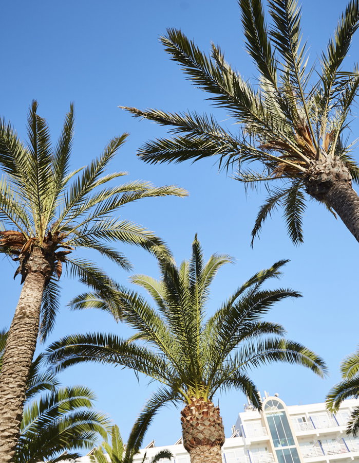 Insotel Fenicia Prestige: Qué ver cerca del hotel