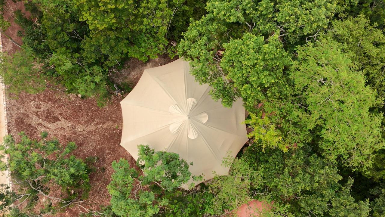 Nature, jungle and disconnection