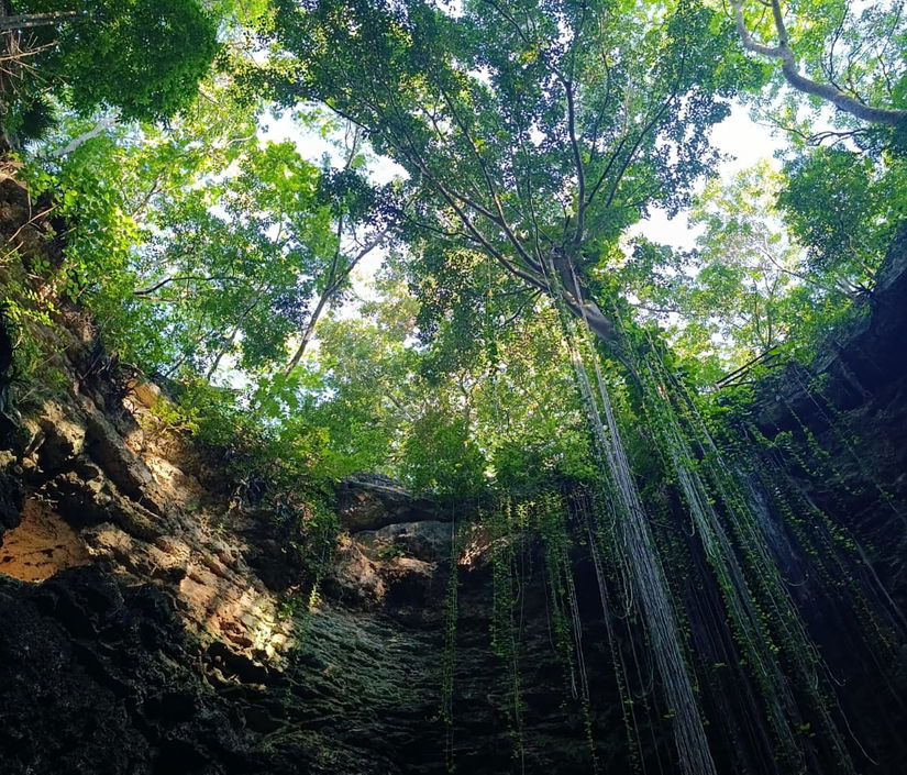 Jungle walks