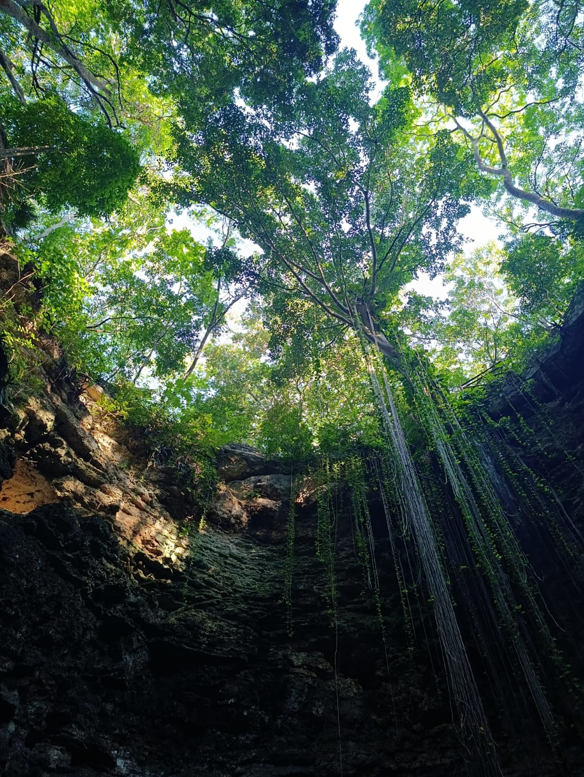 Jungle trail