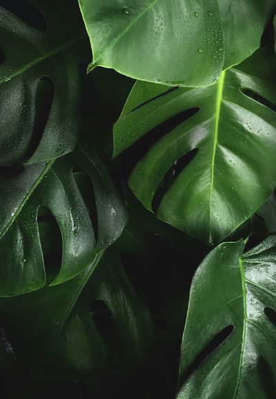 Image Certifications and sustainable objectives
