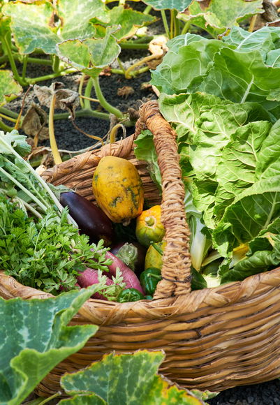 Image Eco huerto propio