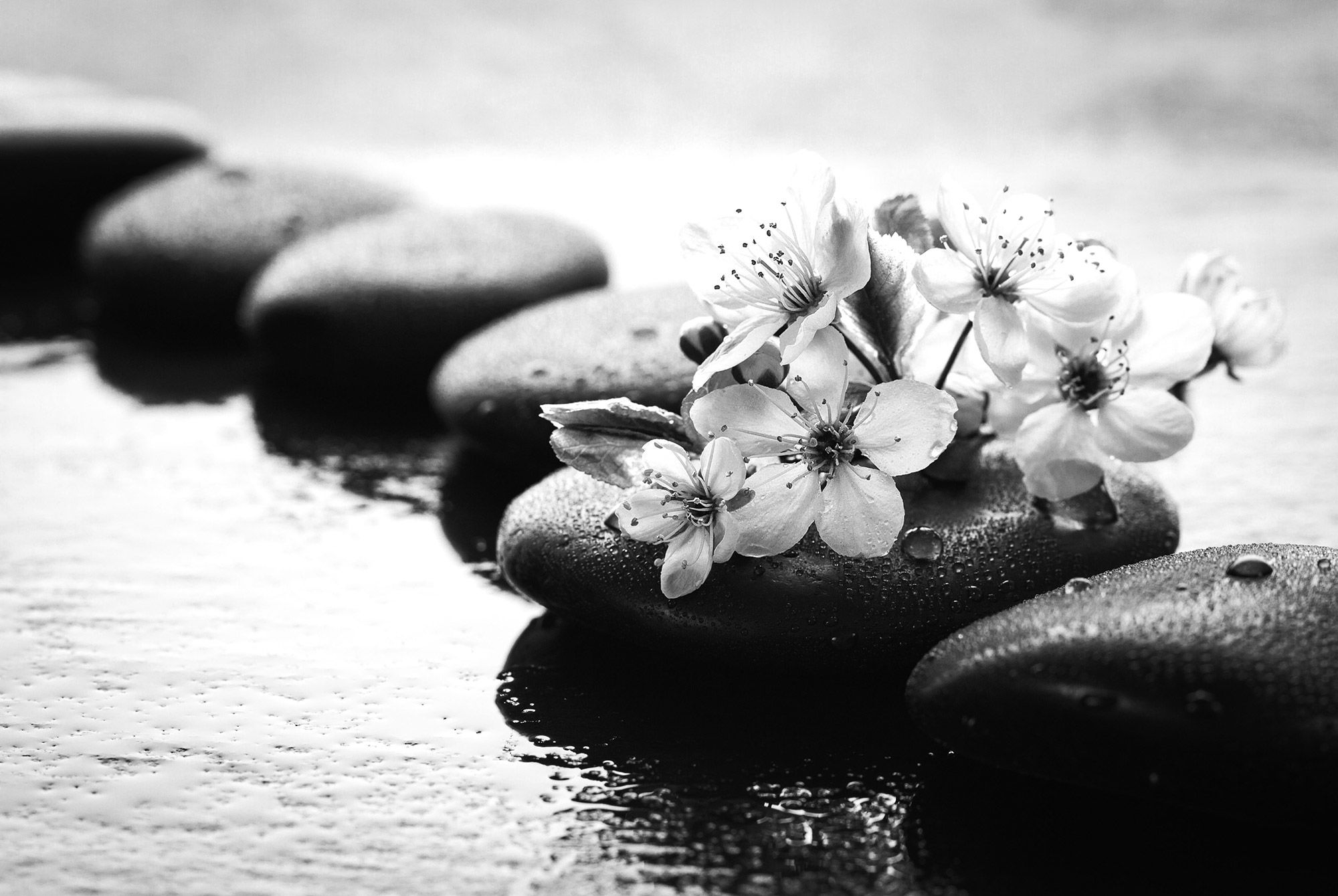 Intro image full screen