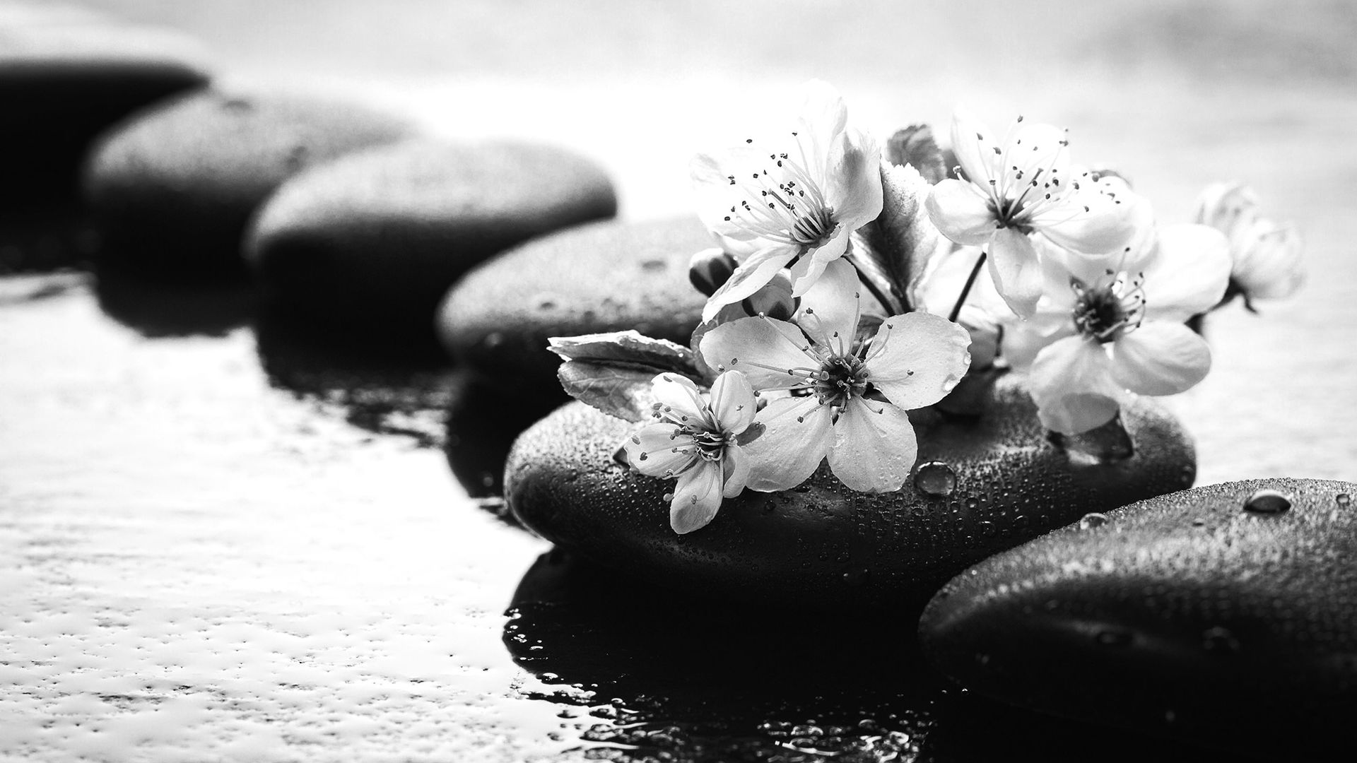 Intro image full screen