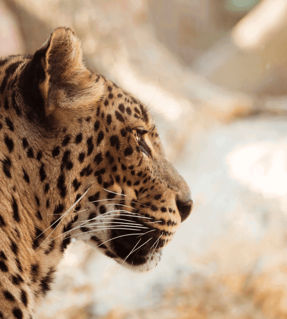 Tugasa:Visita el Zoo de Castellar