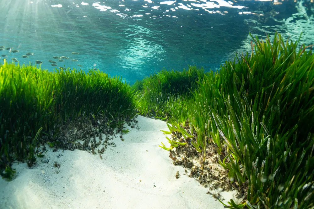 imágen del listado por defecto 1